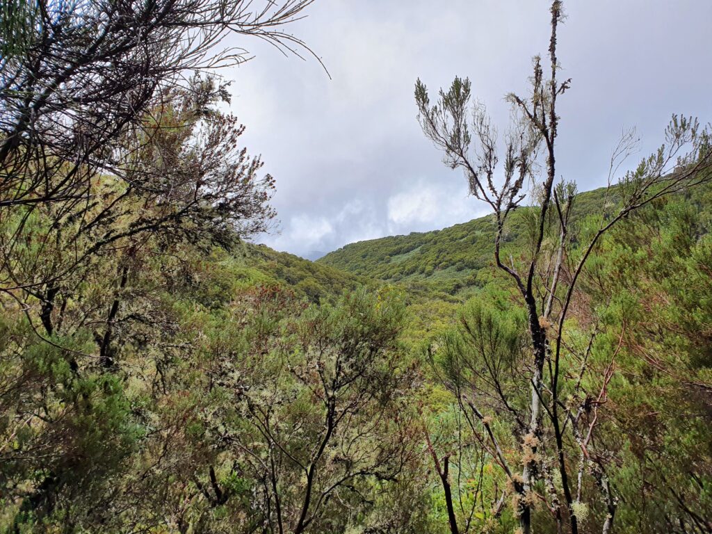 Madeira - Levada do Alecrim
