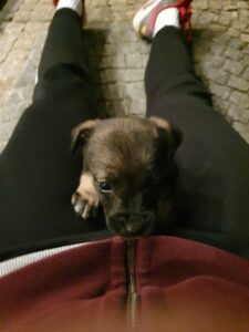 Labrador falling a sleep