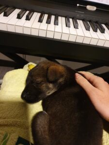 Labrador puppy playing piano