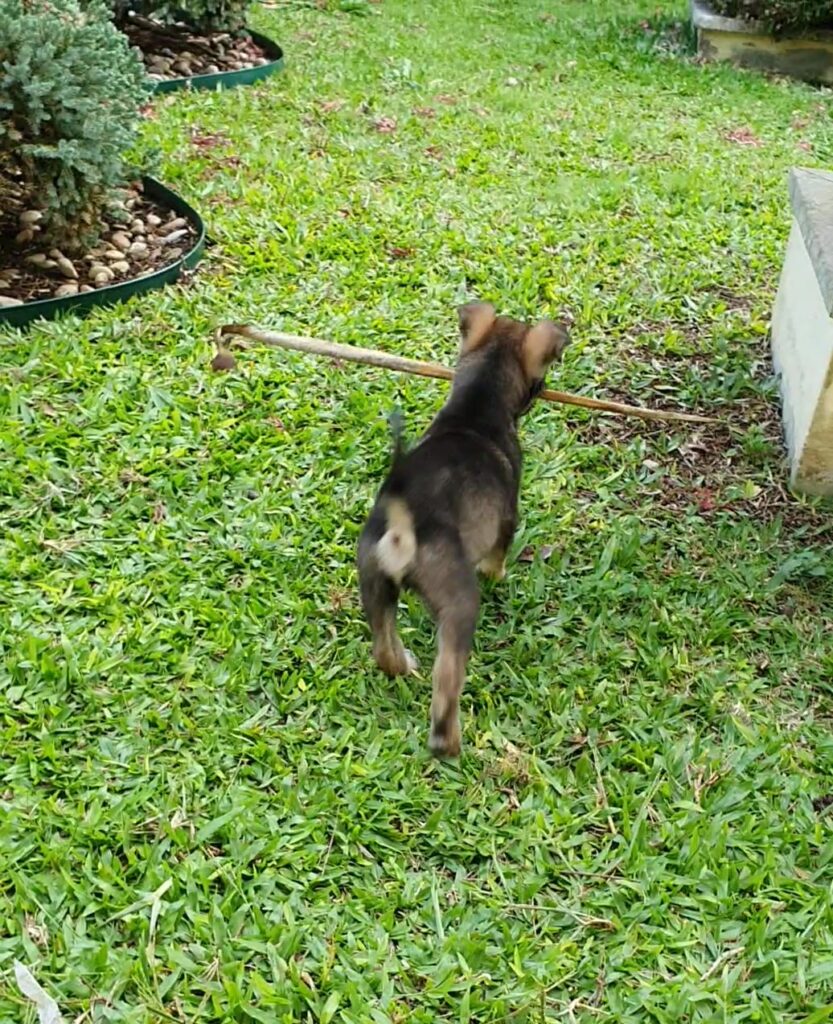 Labrador Playing around in green grass