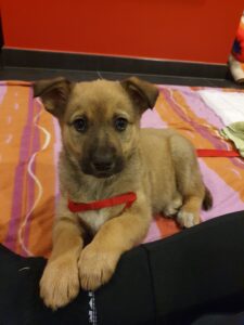 Labrador puppy Sitting