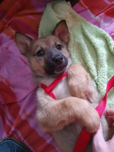 Labrador Puppy playing
