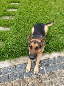 German Shephard playing